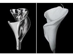 Lily impeller