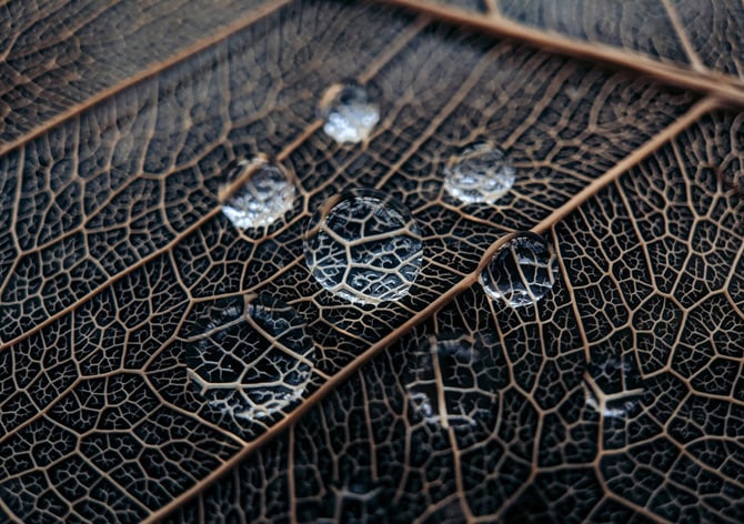 water-droplets-magnify-leaf-on-about-us-page